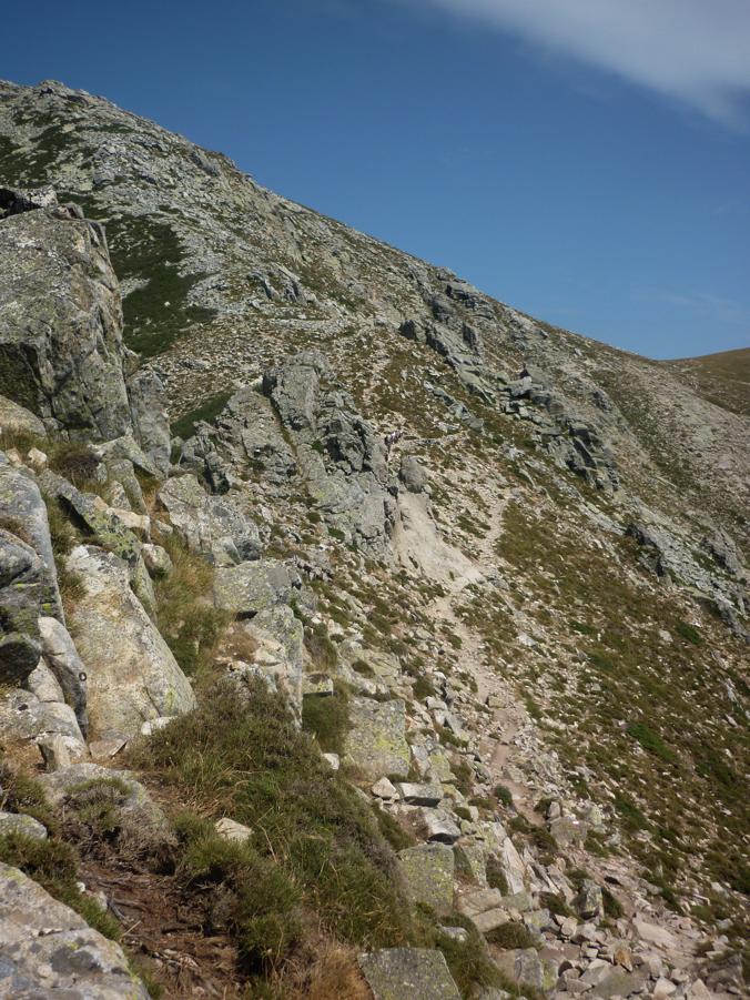 Rettili della Corsica